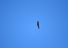 Monniksgier (cinereous vulture) Aegypius monachus - tussen Ikh Gazriin Cguluu en Ulaanbaatar 25-08-2016 (2)